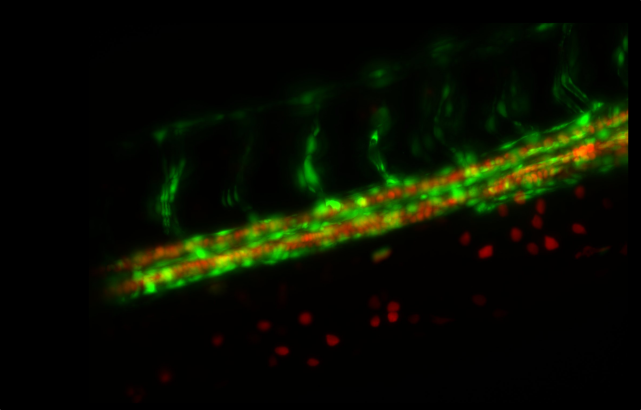 光面显微镜下斑马鱼血管系统的成像