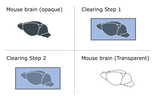 LCS SpimSample Clearing Procedure