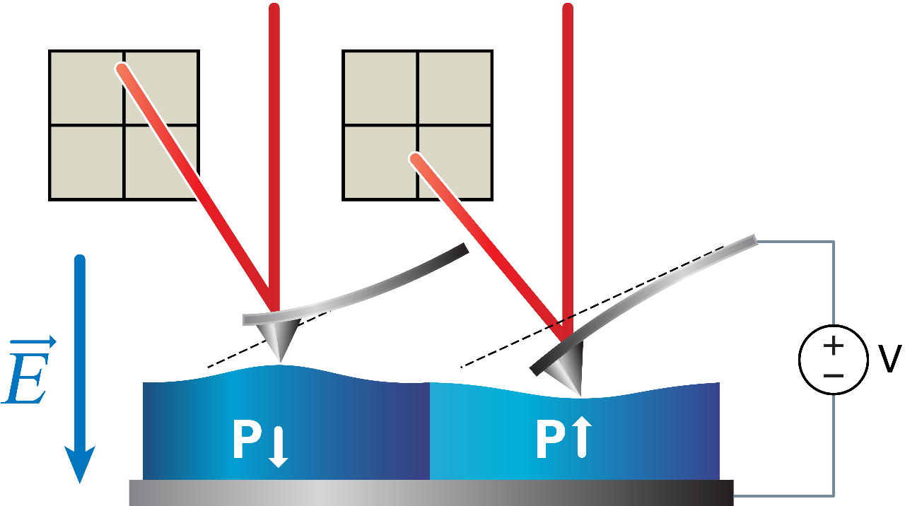 样品的PFM响应图，蓝色，左、右分别以文字形式表示正电致伸缩常数。当畴的极化平行于不断增大的电场时，样品(蓝色部分)正在膨胀
