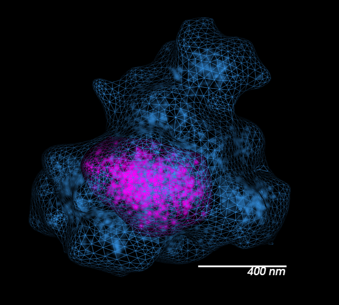 第19号染色体拓扑关联域(TAD，品红色)在一个室(蓝色)。哈佛大学Guy Nir和Ting Wu提供。