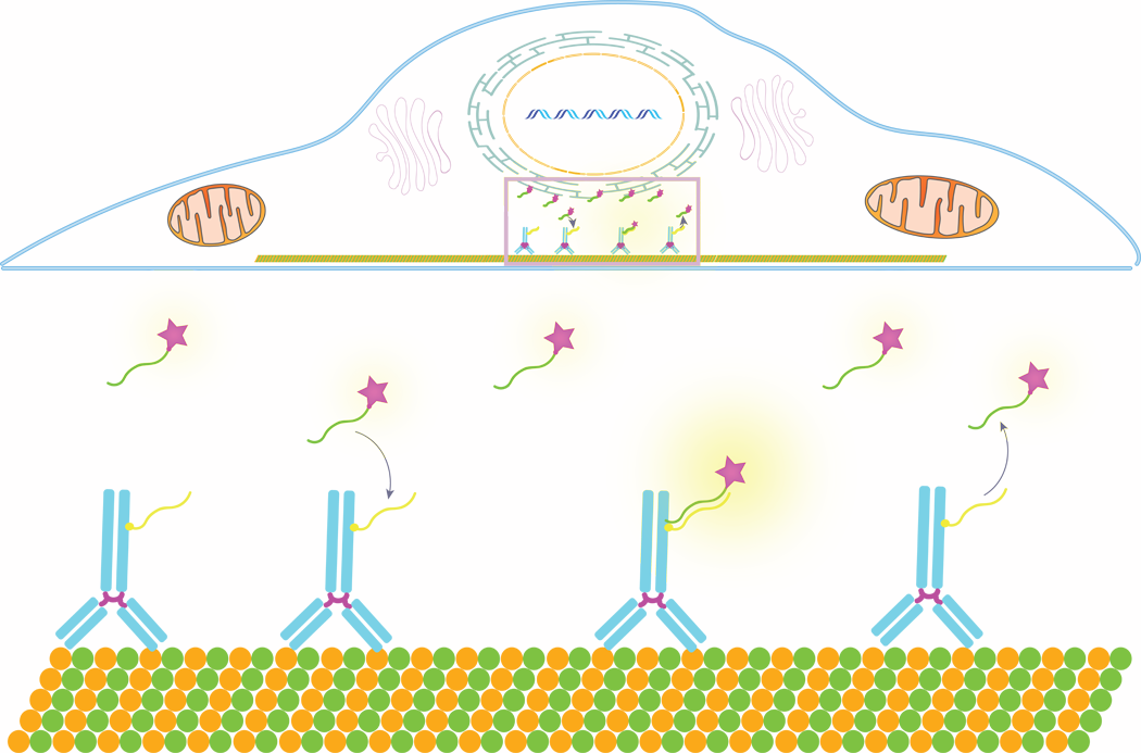 一幅关于DNA-PAINT工作原理的卡通画，展示了基于寡核苷酸的目标分子条形码，如抗体，用于以纳米分辨率对细胞目标进行多重蛋白质组成像