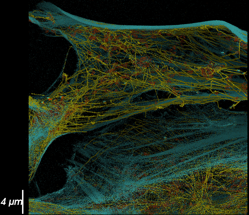 超分辨率成像显示微管蛋白、肌动蛋白和线粒体网络的复杂相互作用